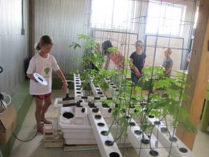 Our hosts show how water/nutrients are added to a nutrient film hydroponic system.